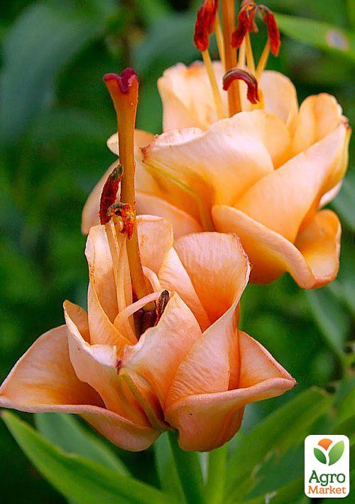 Лілія "Apricot Fudge" (Лілія-троянда) 1шт в упаковці
