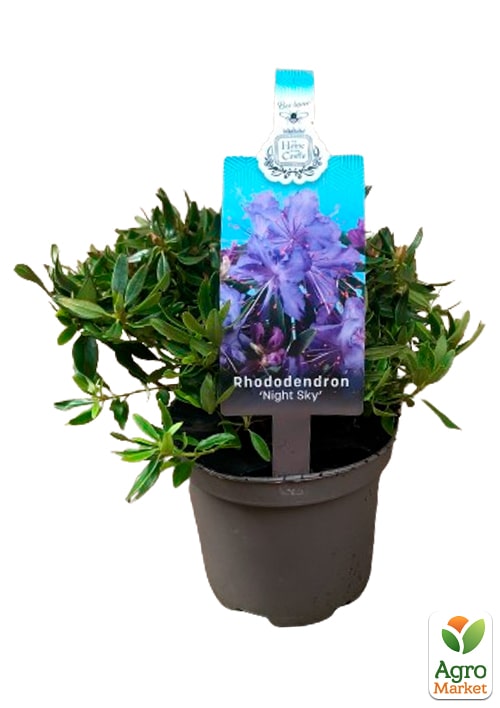 LMTD Рододендрон цветущий 2-х летний "Night Sky" (высота 20см) - фото 8