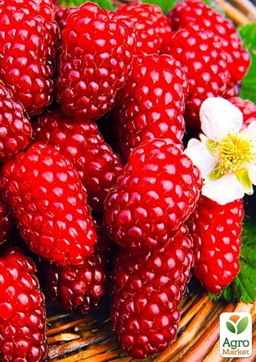 Малиново - ожиновий гібрид "Логанберрі" (Loganberry) (ранні терміни дозрівання)