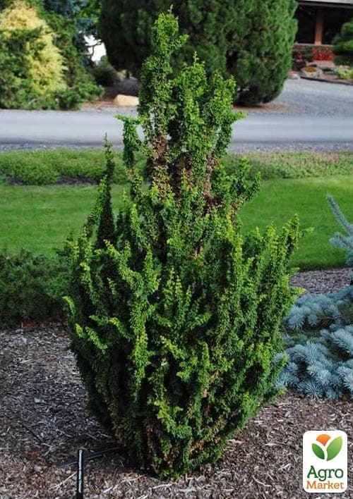 Кипарисовик "Teddy Bear" (вазон P9) - фото 5