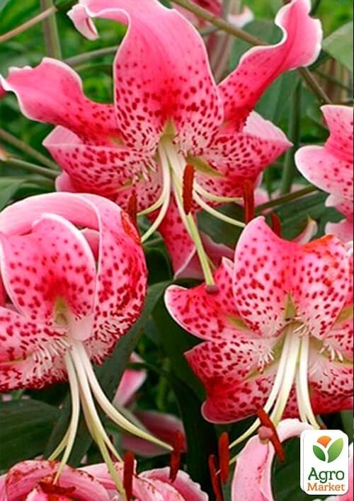 Лілія Тигрова звисаюча "Speciosum Rubrum"