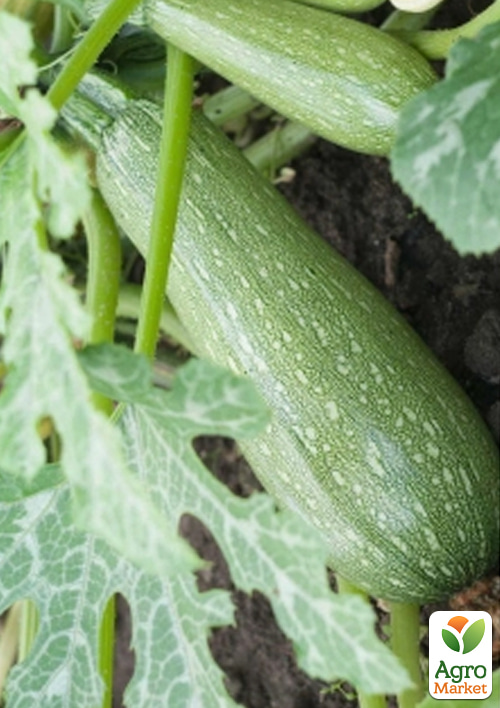 Кабачок "Дженовезе" (Зипер) ТМ "Весна" 5г