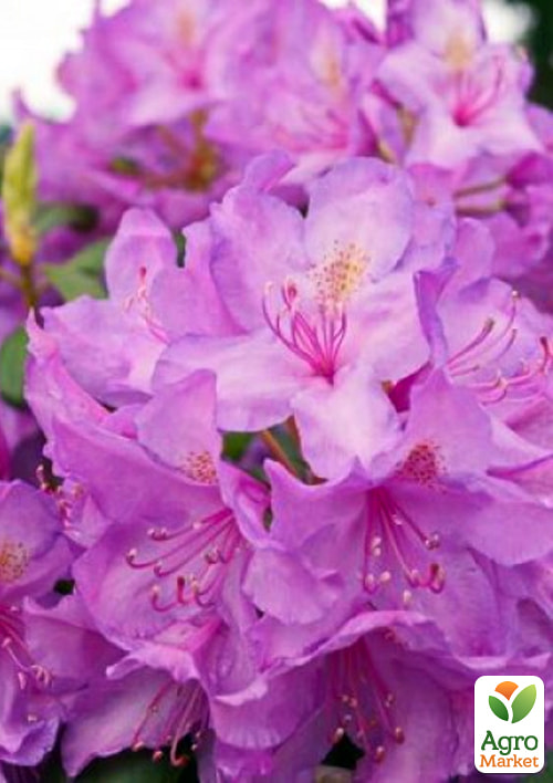 Рододендрон ліловий "Кетевбинський Грандіфлорум" (Catawbiense Grandiflorum)