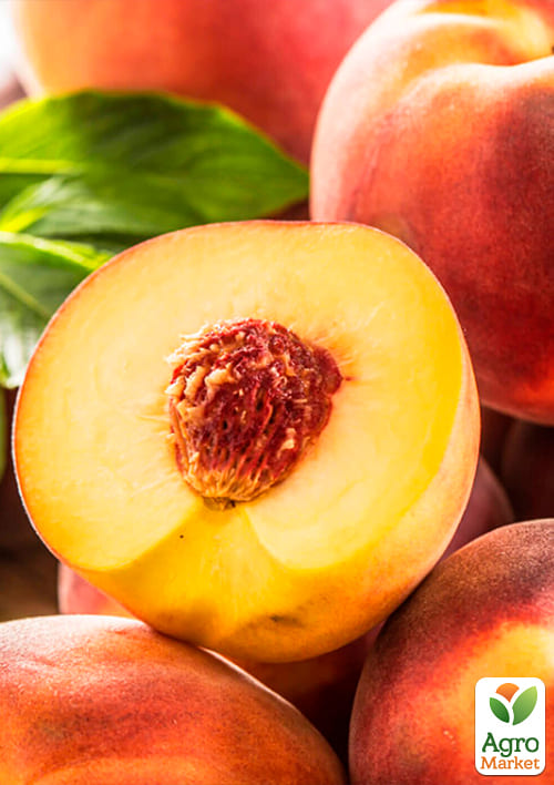 Персик "Посол Мира" (летний сорт, средний срок созревания) - фото 4