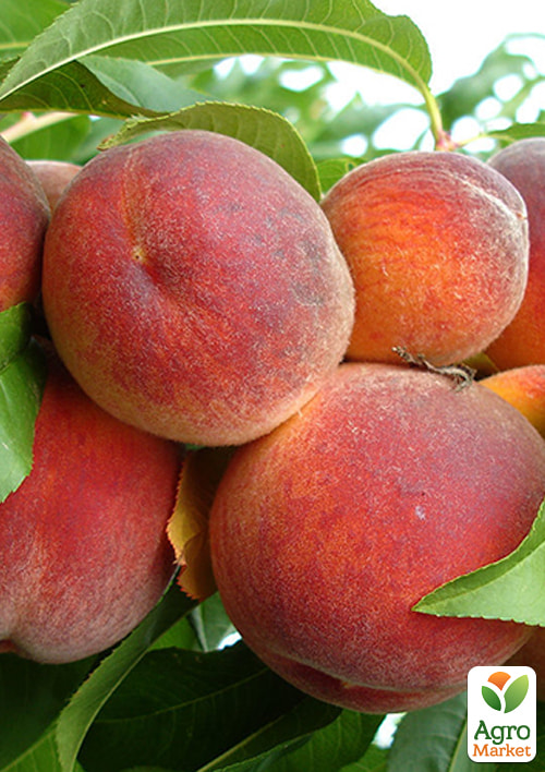 Персик "Тарсан" (великоплідний, морозостійкий, пізній термін дозрівання)