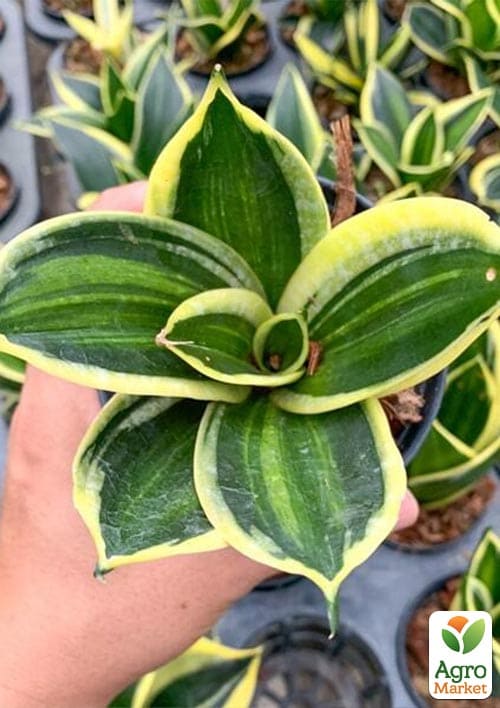 LMTD Сансевієрія "Jade Pagoda" висота рослини 15-25см - фото 5