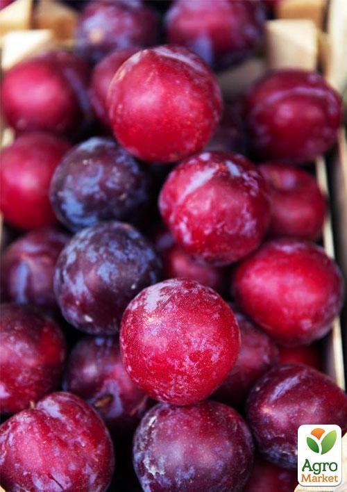 Ексклюзив! Японська слива "Сатсума" (Satsuma) (ранньостиглий) великоплідна 150грамм! - фото 2