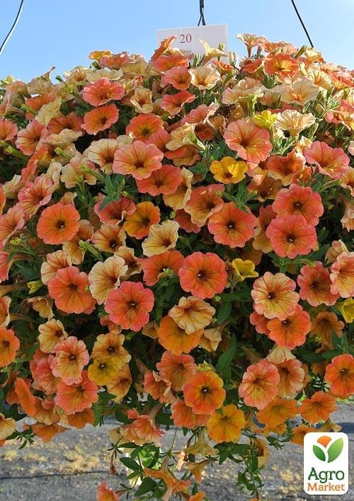 Петуния Cascadias "Indian Summer" (контейнер №10, высота 10-15см) - фото 5