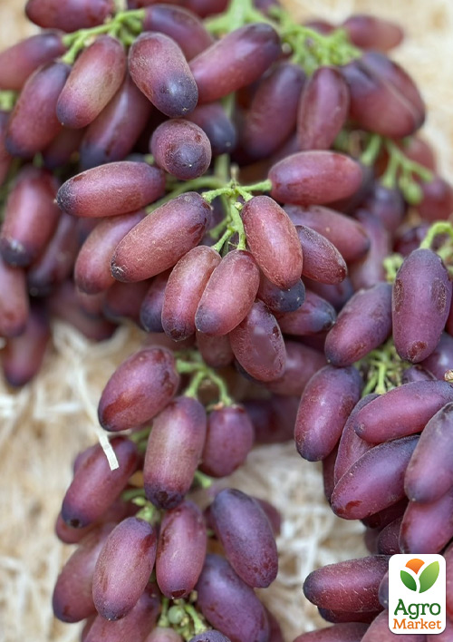 Виноград "Красное Молоко" (Pizzutello Rosso, японская селекция, обоеполый) 