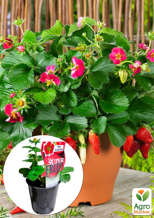 LMTD Клубника ремонтантная "Toscana" (горшечное, длительное плодоношение) 