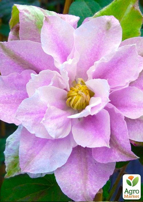 Клематис "Dancing Smile" (повторноквітучий сорт)