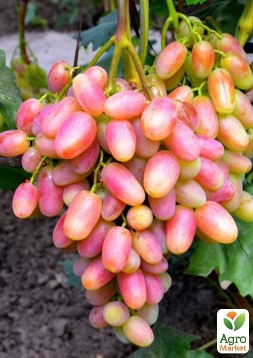 Виноград вегетирующий "Юлиан" 