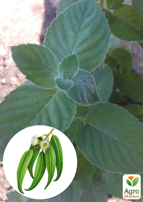 Мята Эвкалиптовая "Menta Eucalyptus" 