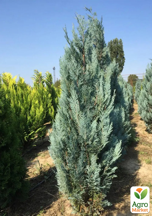 Кипарисовик Лавсона "Blom" (ком/сетка) высота 120-140см - фото 2