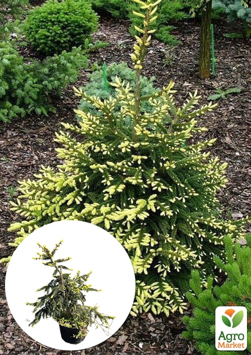 Ялина східна "Aureospicata" С4, висота 40-50см