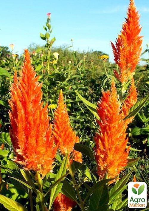 Целозия серебристая Sunday "Orange" - фото 6