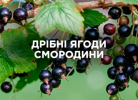 Почему ягоды смородины становятся мельче?