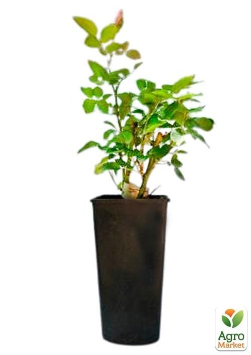 Роза в контейнере плетистая "Goldstern" (саженец класса АА+) - фото 2