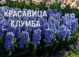 Календарь работ цветочника на июнь: 7 эффектных схем дизайнерского оформления клумбы