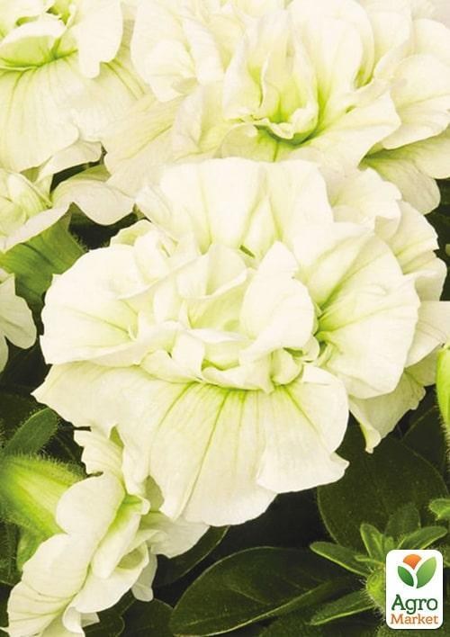 Петуния ампельная "Origami White" (контейнер №10, высота 10-15см)