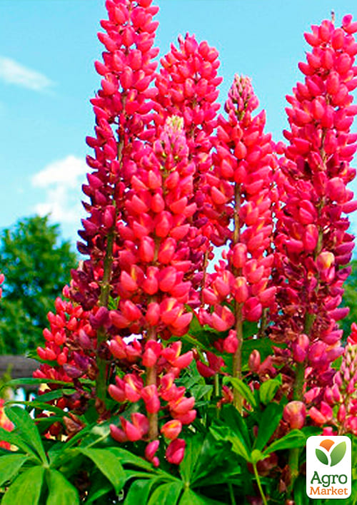 Люпин "My Castle" - фото 2