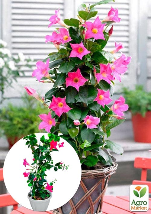 Дипладенія 2-х річна (Mandevilla) "Rosea" (висота 40-50см, підвісний вазон)