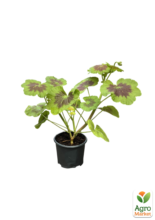 Пеларгония пестролистная "Dark Velvet"  - фото 2