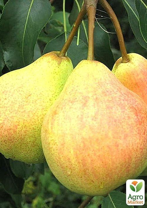 Груша "Ильинка" (летний сорт, ранний срок созревания)