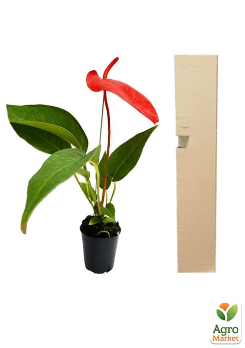 Антуріум (Anthurium) "Tropic Fire" - фото 5