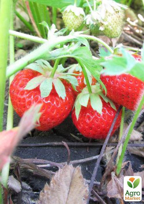 Клубника "Искья" (Ischia) (ремонтантный сорт)  - фото 6
