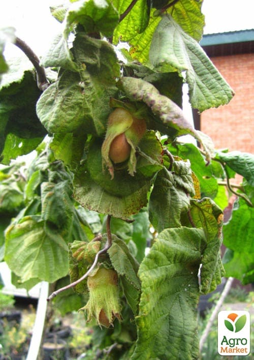 Фундук на штамбе обыкновенный "Contorta"  высота 1,2-1,4м - фото 6