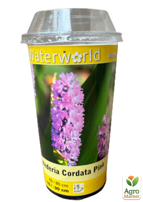 LMTD Понтедерія серцелиста (німфея) "Pink Pons" - фото 5