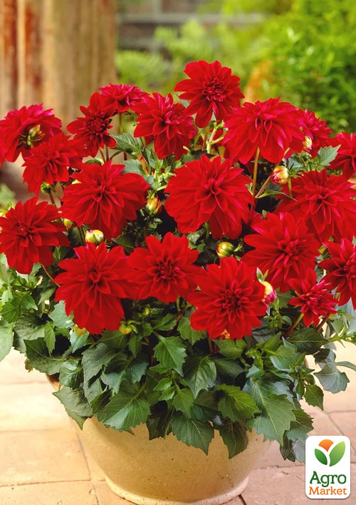 Жоржина "Gallery Singer"