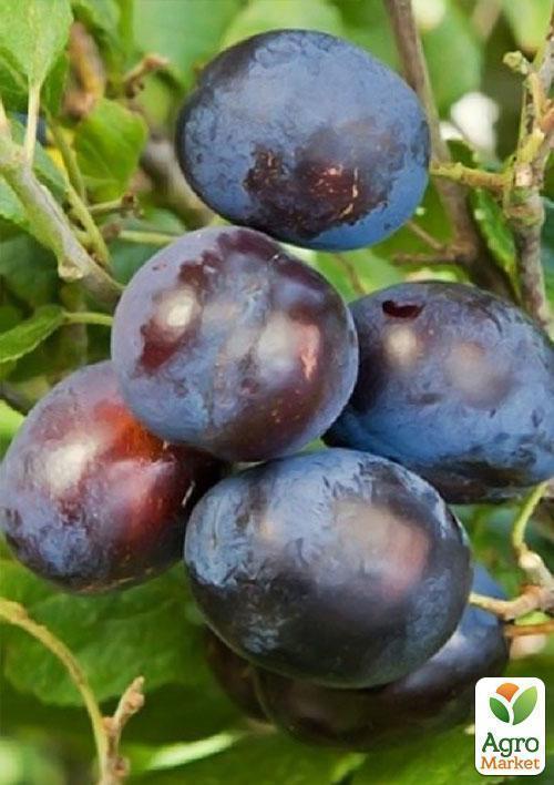 Слива "Штутгард" (осенний сорт, поздний срок созревания) - фото 5