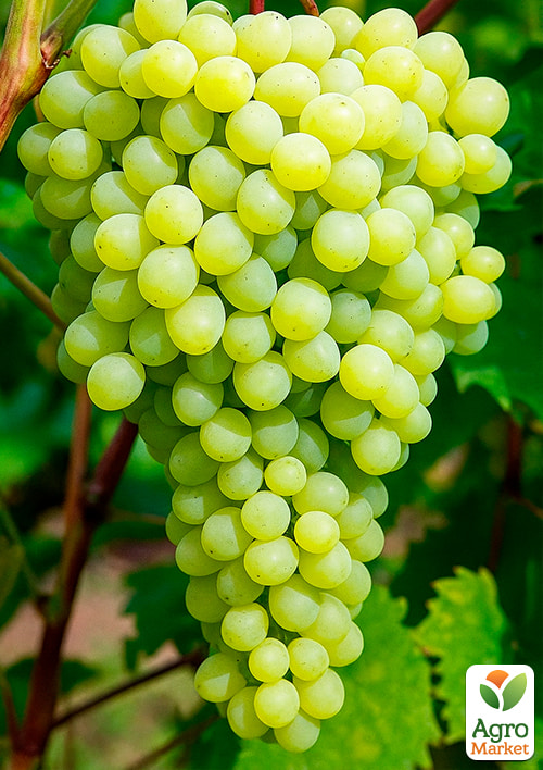 Виноград "Русбол" (кишмиш)