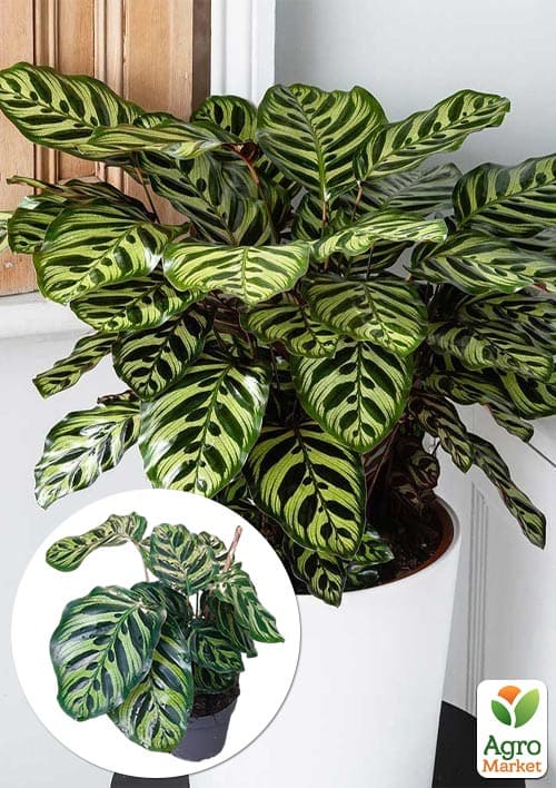 Калатея "Makoyana" высота 35-45см