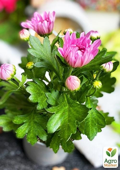 Хризантема "Classic Rose" (Нидерланды) - фото 3