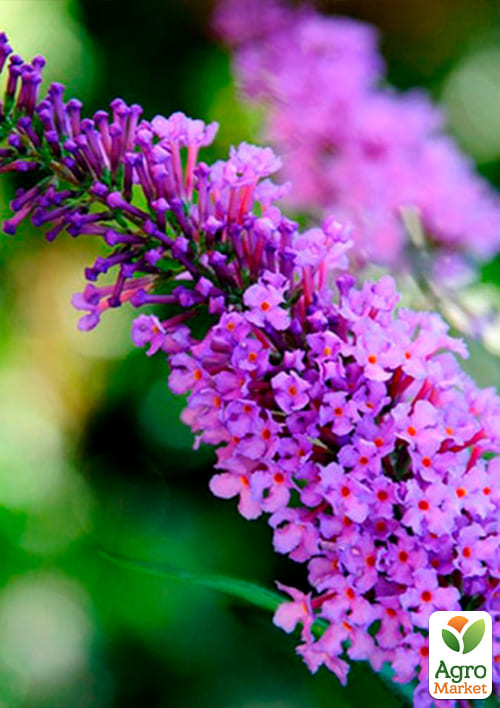 Буддлея Давида "Lochinch" - фото 5