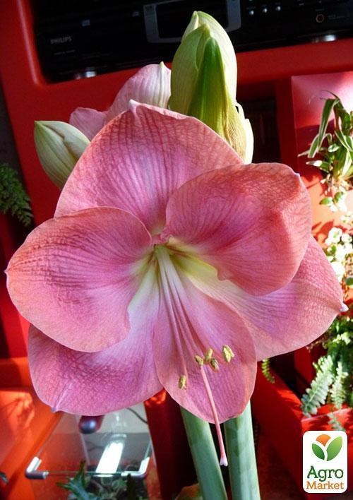 Амариліс "Рожевий красень" ТМ "Vesna Exclusive" 10шт - фото 4