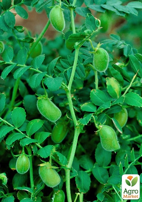 Нут "Триумф" ТМ "Весна" 500г - фото 2