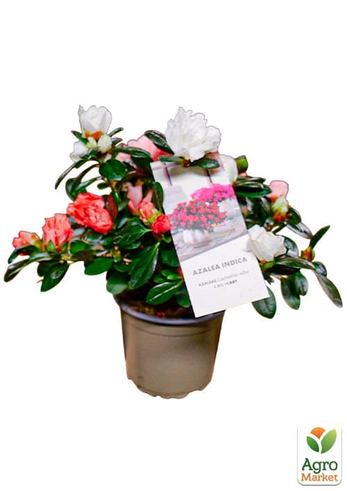 Рододендрон кімнатний "Carnaval" висота 25-30см - фото 8