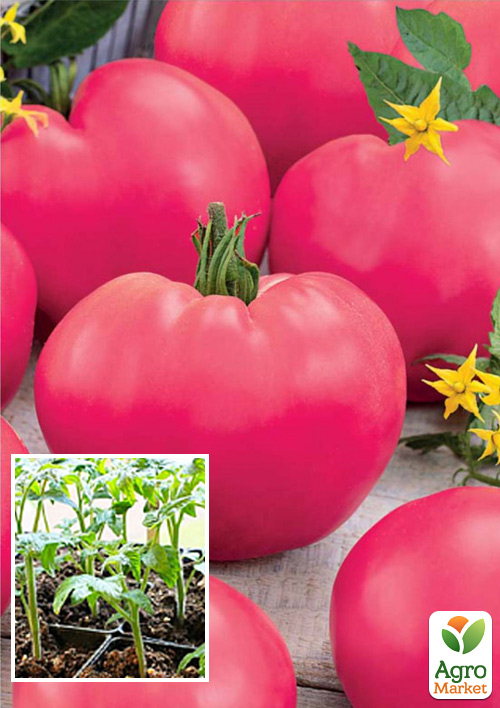 Рассада Томат «Дикая Роза» (фермерское взращивание), 1шт в упаковке