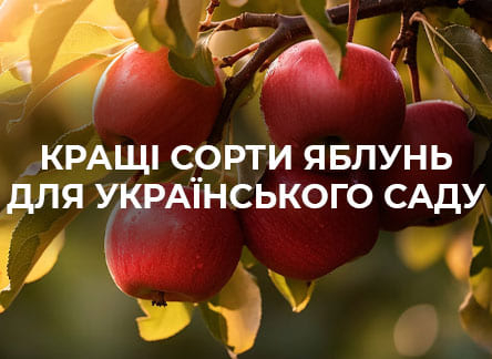 Лучшие сорта яблонь для украинского сада