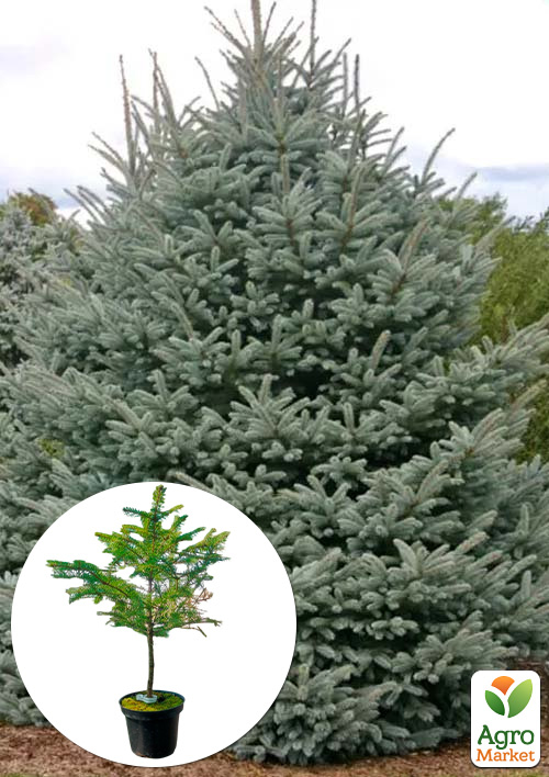 Ель Вильсона "Picea Wilsonii" вазон С2, высота 15-25см