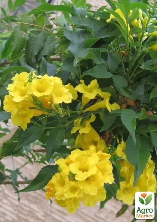 Кампсис желтый "Flava"