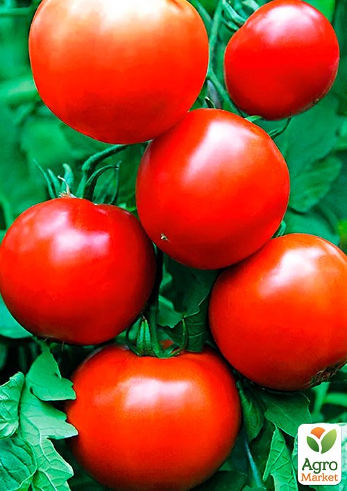 Томат "Загадка" (Зипер) ТМ "Весна"0,5г - фото 2