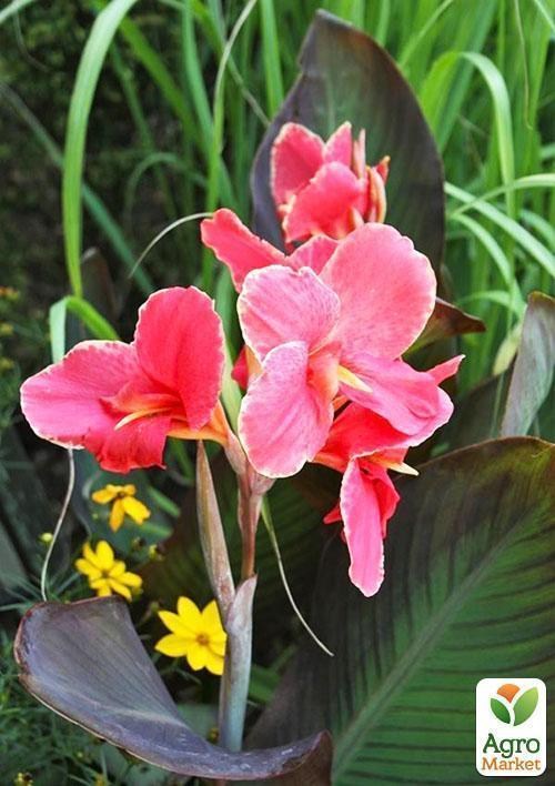 Канна "Pink President" 1шт в упаковке - фото 3