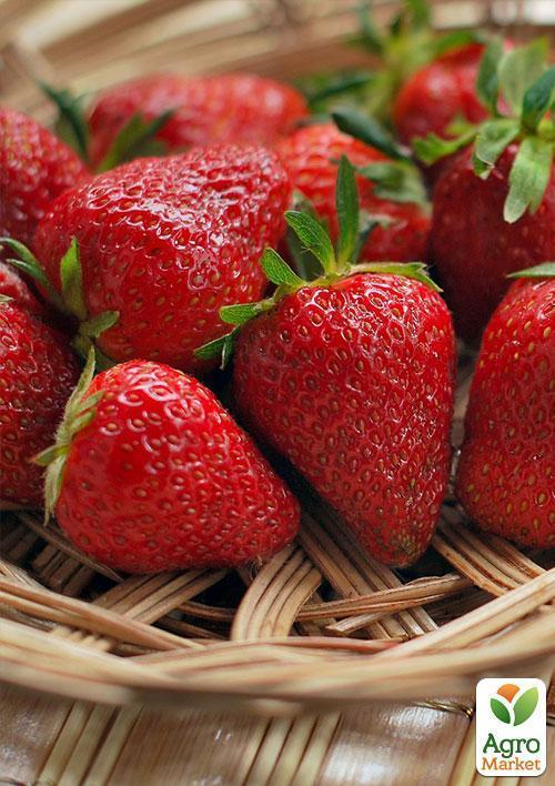 Полуниця "Хоней" (Honey) (ранній термін дозрівання, стійкий до хвороб і шкідників) - фото 9