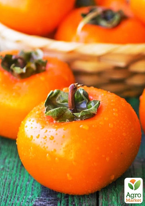 Хурма на віргінській морозостійкій підщепі  "Нікітська бордова" вищий сорт!