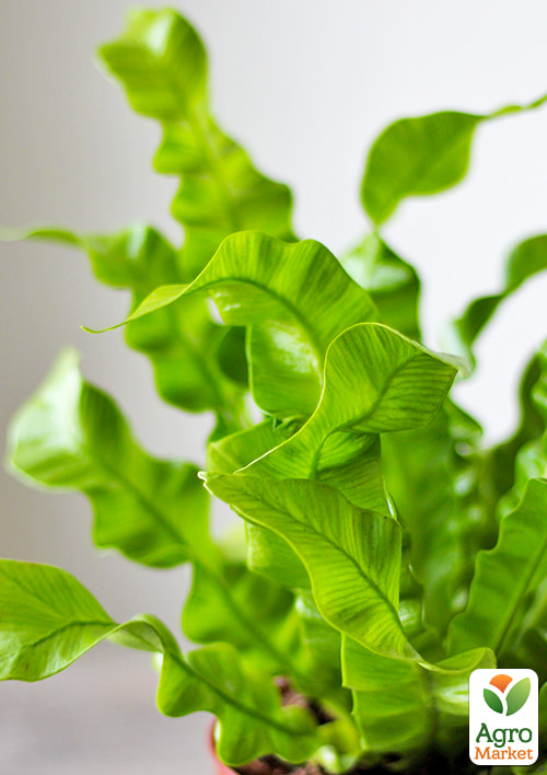 LMTD Аспленіум (папороть) "Crispy Wave" висота 20-30см - фото 7